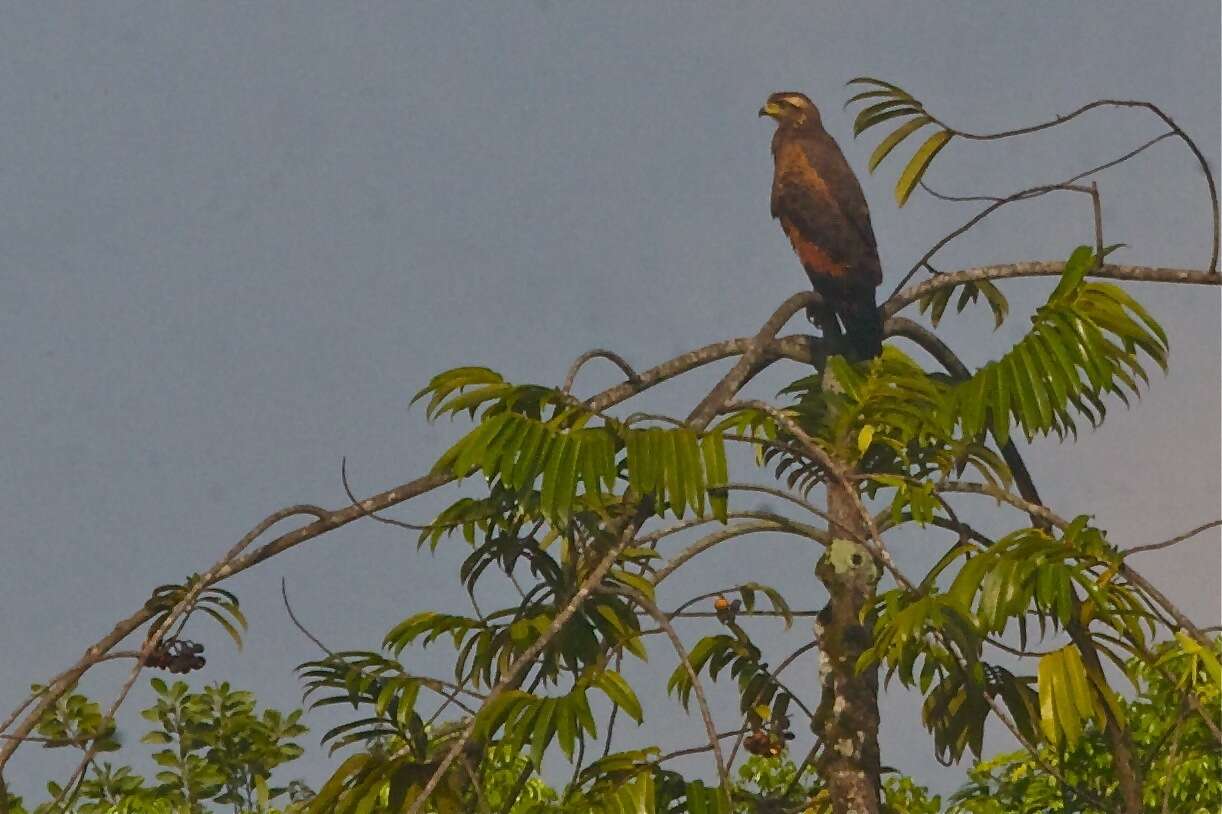 Image of Rufous Crab Hawk