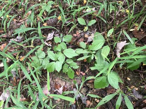 Слика од Rubus beamanii Widrl. & Riley