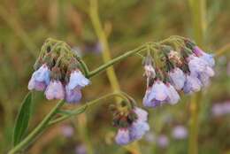 Image de Cynoglossum anchusoides Lindl.