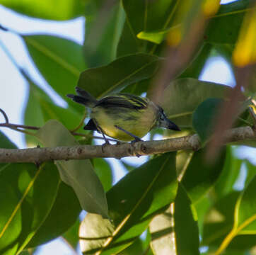 Image of Painted Tody-Flycatcher