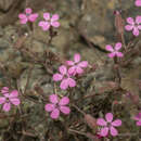 Imagem de Silene salamandra Pamp.