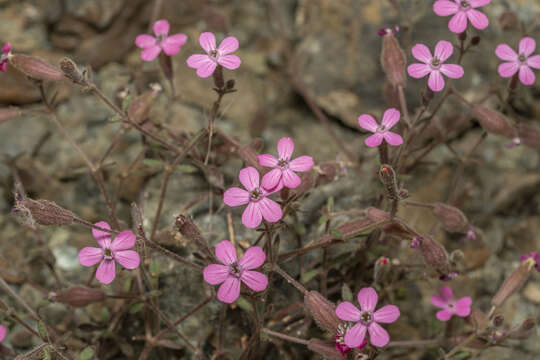 Imagem de Silene salamandra Pamp.