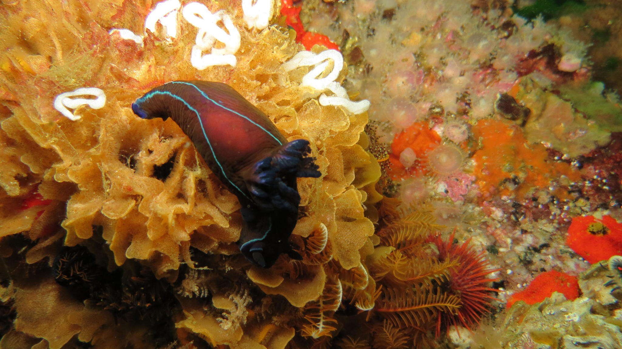 Image of Black nudibranch