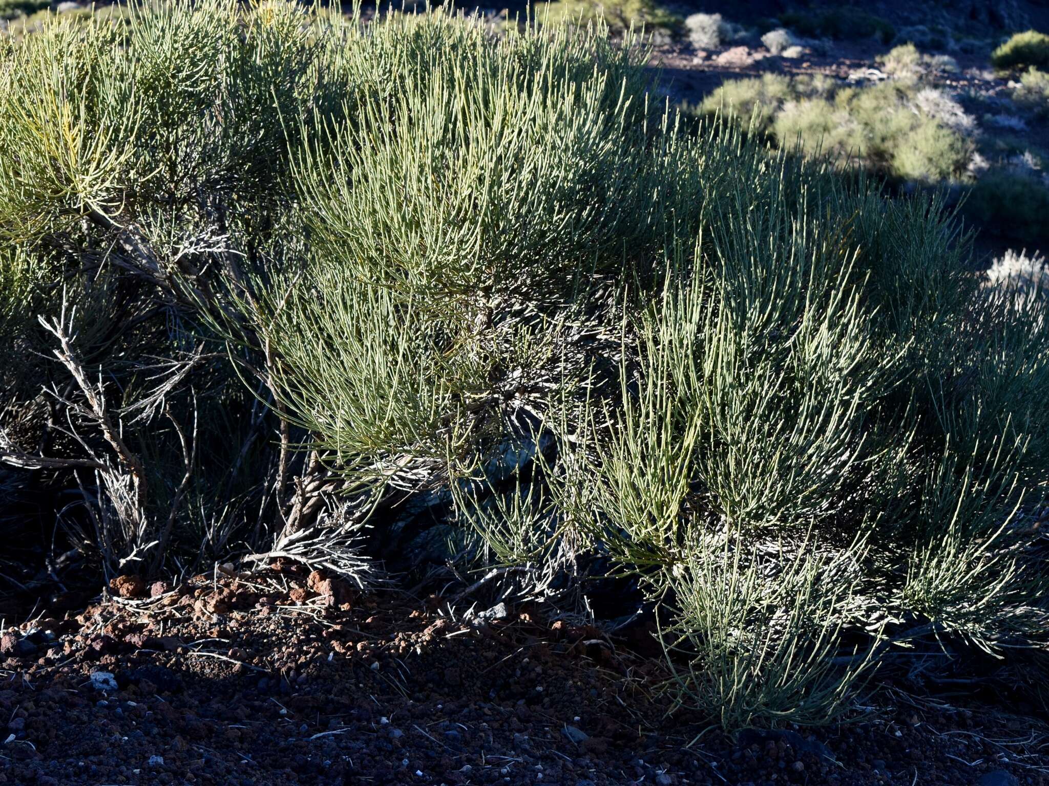 Cytisus supranubius (L. fil.) Kuntze的圖片