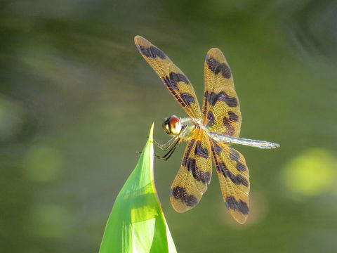 Image of Banded Flutterer