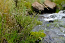 Image of Cliffortia linearifolia Eckl. & Zeyh.