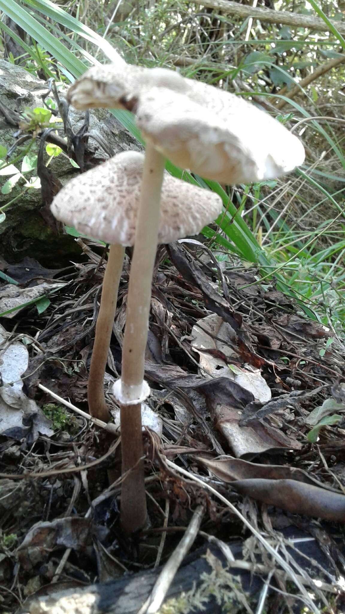 Image of Macrolepiota clelandii Grgur. 1997