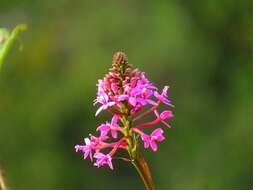 Image of Epidendrum arachnoglossum Rchb. fil. ex André