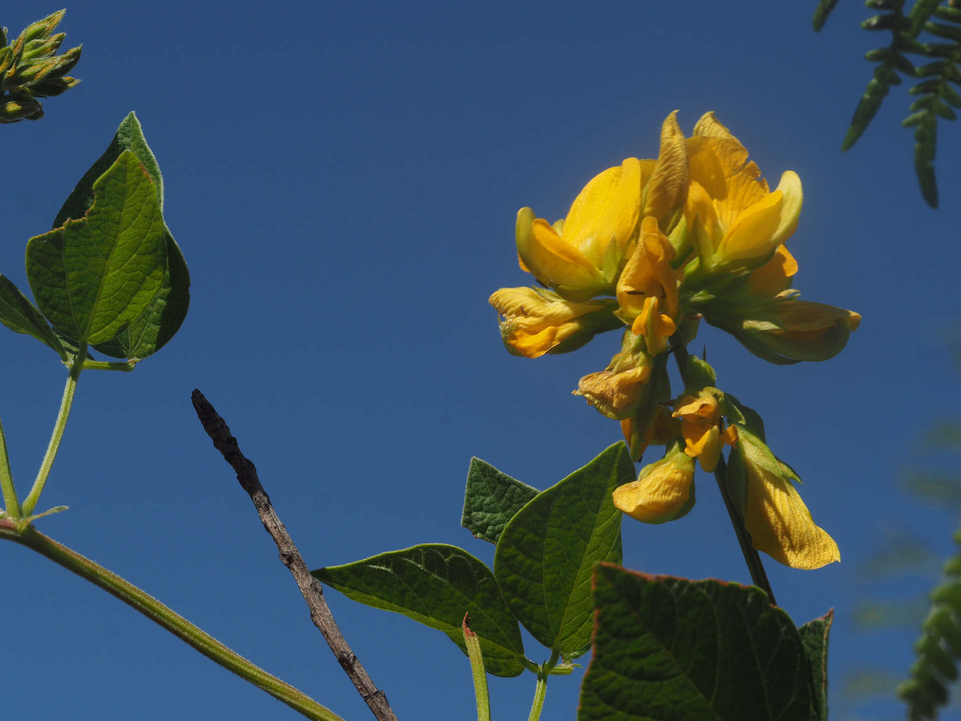 Image of Rhynchosia cooperi (Baker fil.) Burtt Davy