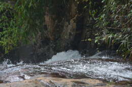 Image of Slaty-backed Forktail