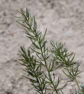 Image of Asparagus verticillatus L.