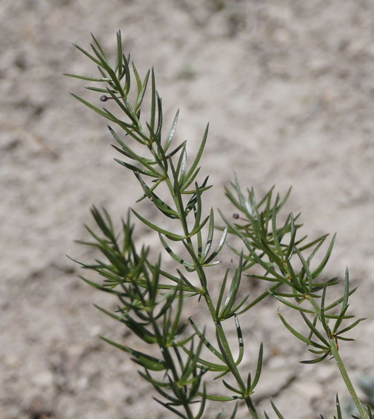 Image of Asparagus verticillatus L.