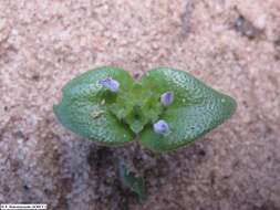 Image de Phialiphora bevazahensis Groeninckx