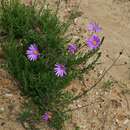 Image of Senecio multibracteatus Harv.