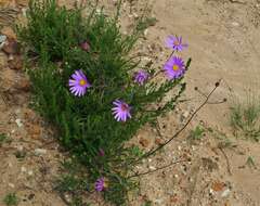 Image of Senecio multibracteatus Harv.