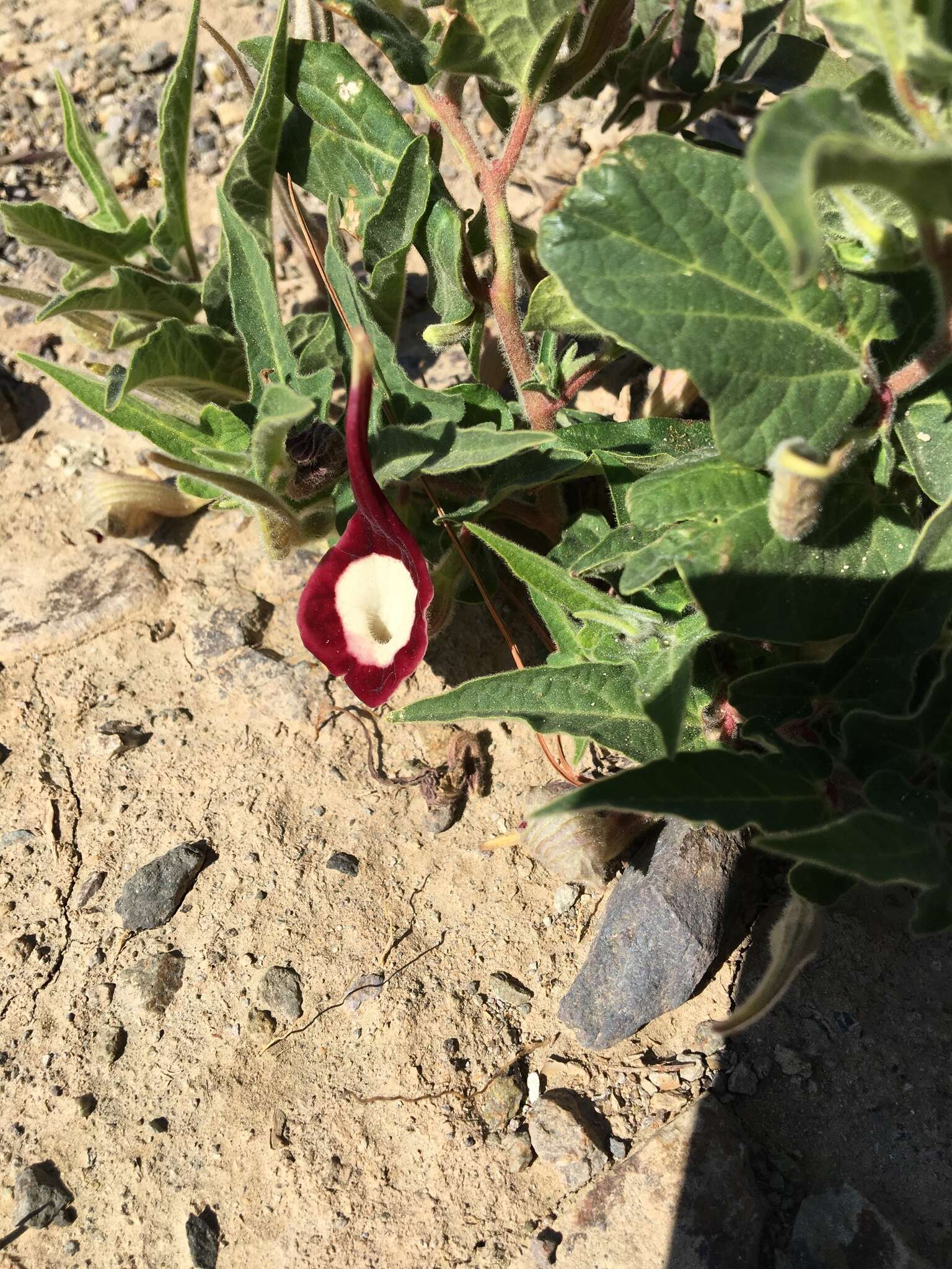 Image of Aristolochia nelsonii Eastwood