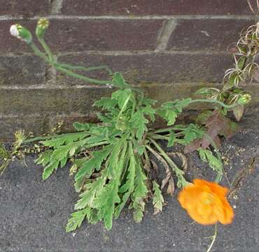 Image of Papaver atlanticum (Ball) Cosson