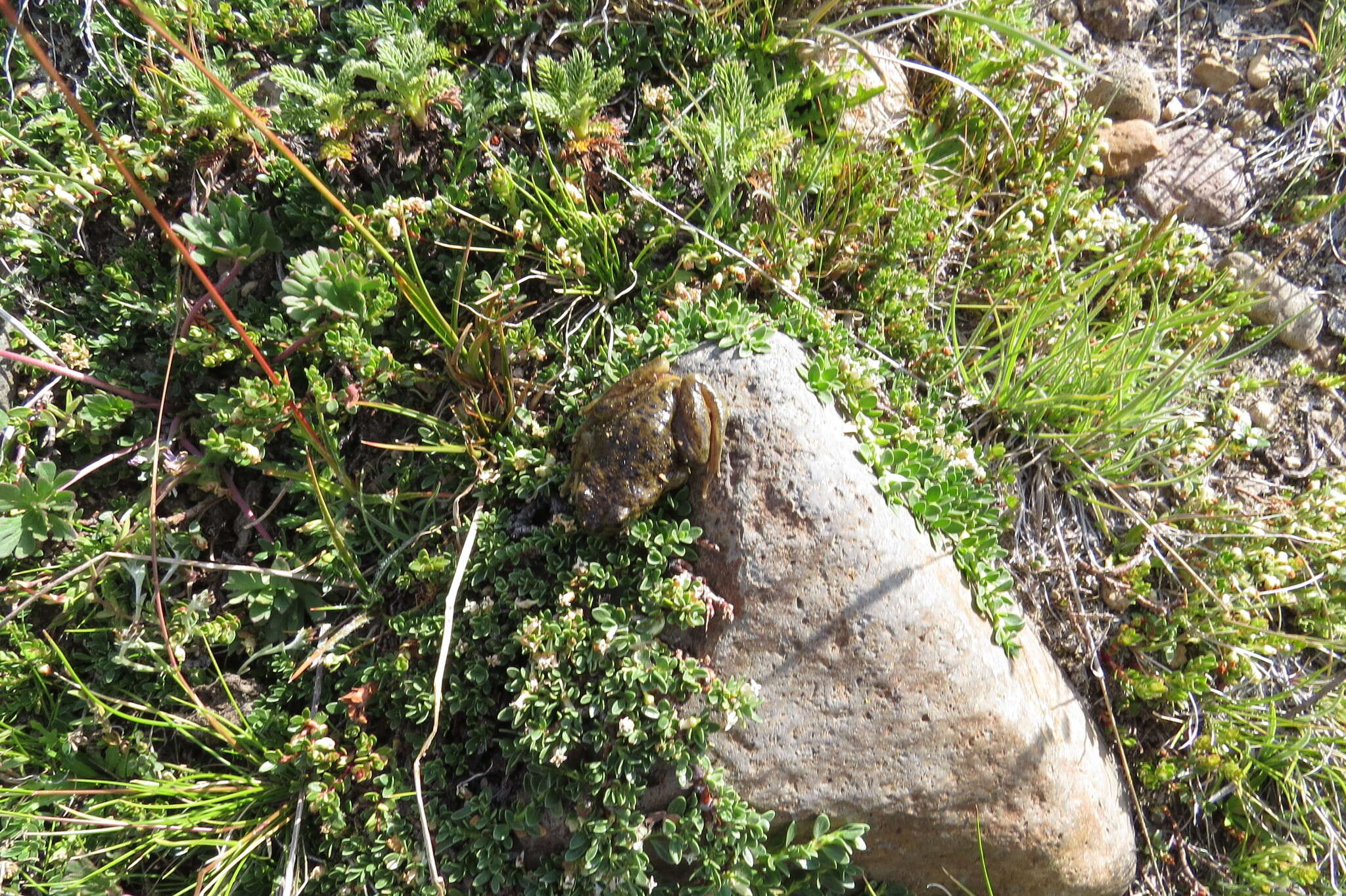 Image of Pehuenche Spiny-chest Frog