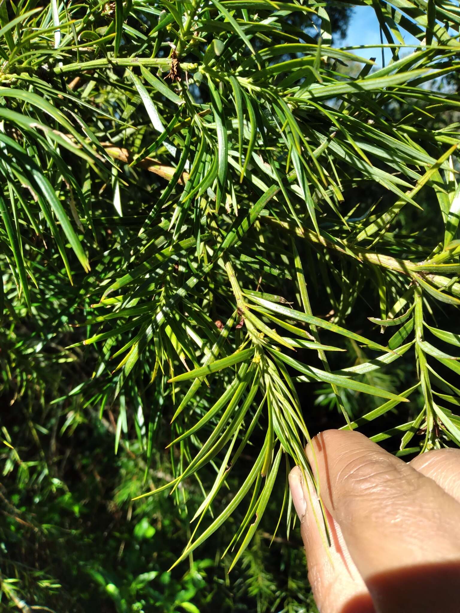 Plancia ëd Podocarpus parlatorei Pilg.