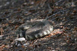 Image of Crotalus oreganus oreganus Holbrook 1840