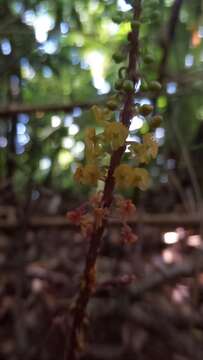 Image of Crepidium roohutuensis (Fukuy.) T. P. Lin