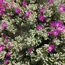 Image of Drosanthemum ramosissimum (Schltr.) L. Bol.