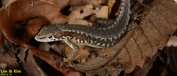 Image of Amur grass lizard