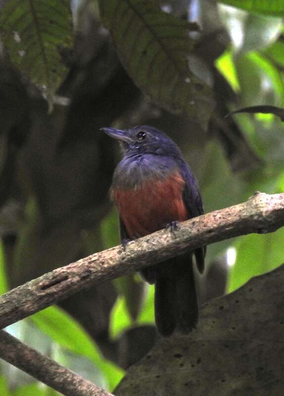 Image of Bluish-slate Antshrike