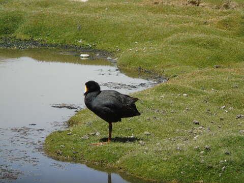 Image of Giant Coot