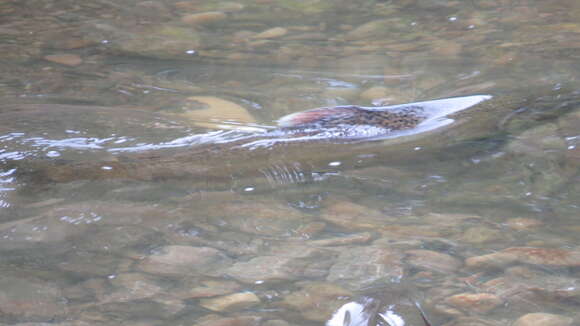 Image of Chinook Salmon