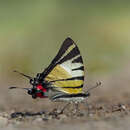 Image of Graphium stratiotes (Grose-Smith 1887)