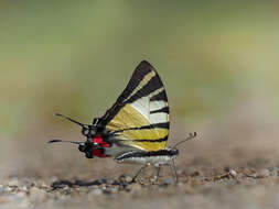 Sivun Graphium stratiotes (Grose-Smith 1887) kuva