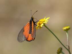 Image of <i>Acraea <i>insignis</i></i> insignis