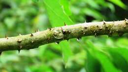 Image of Zanthoxylum ailanthoides var. ailanthoides