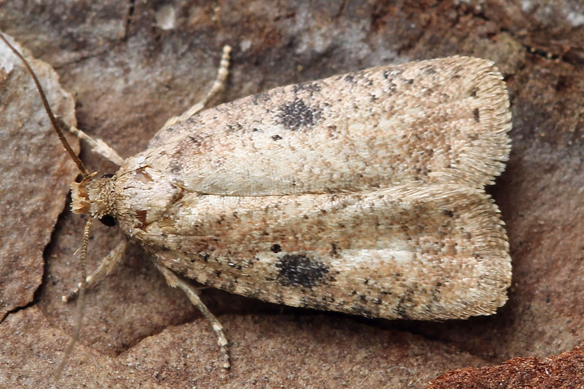 Image of Agonopterix propinquella Treitschke 1835