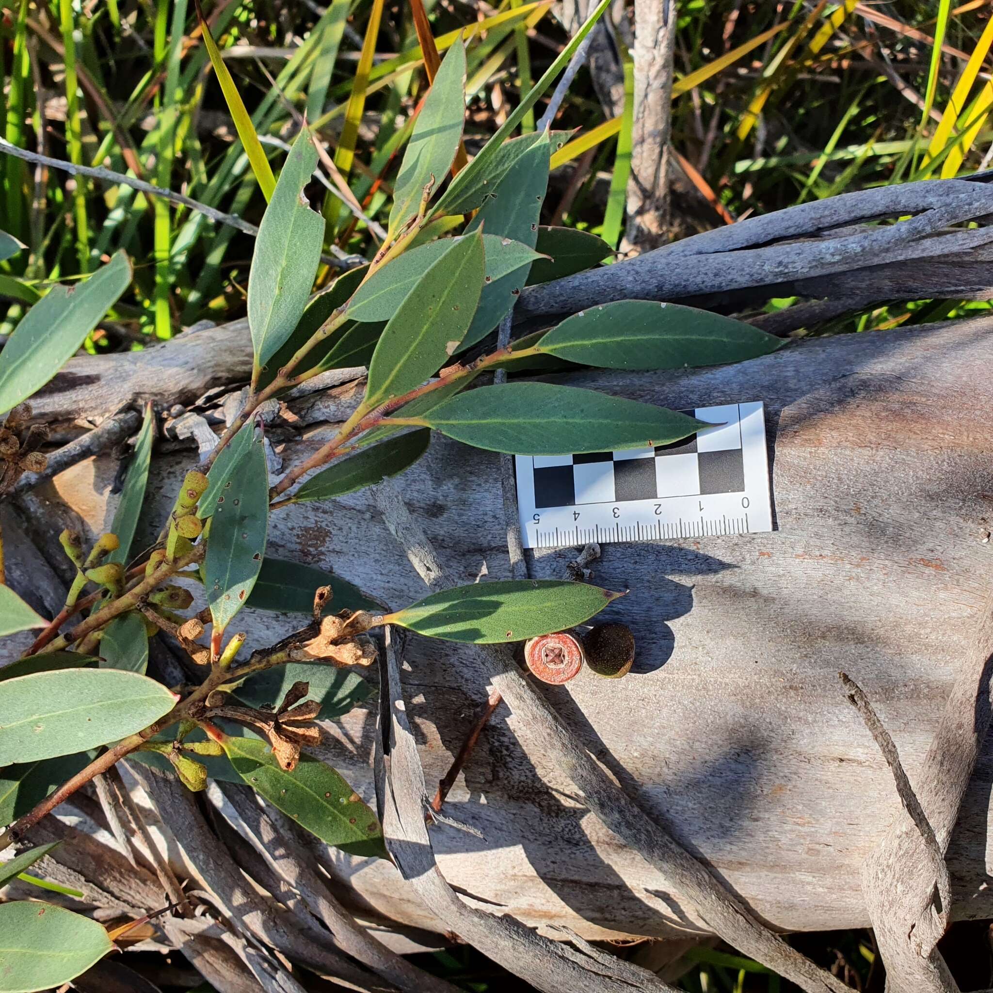 Image of Port Jackson mallee