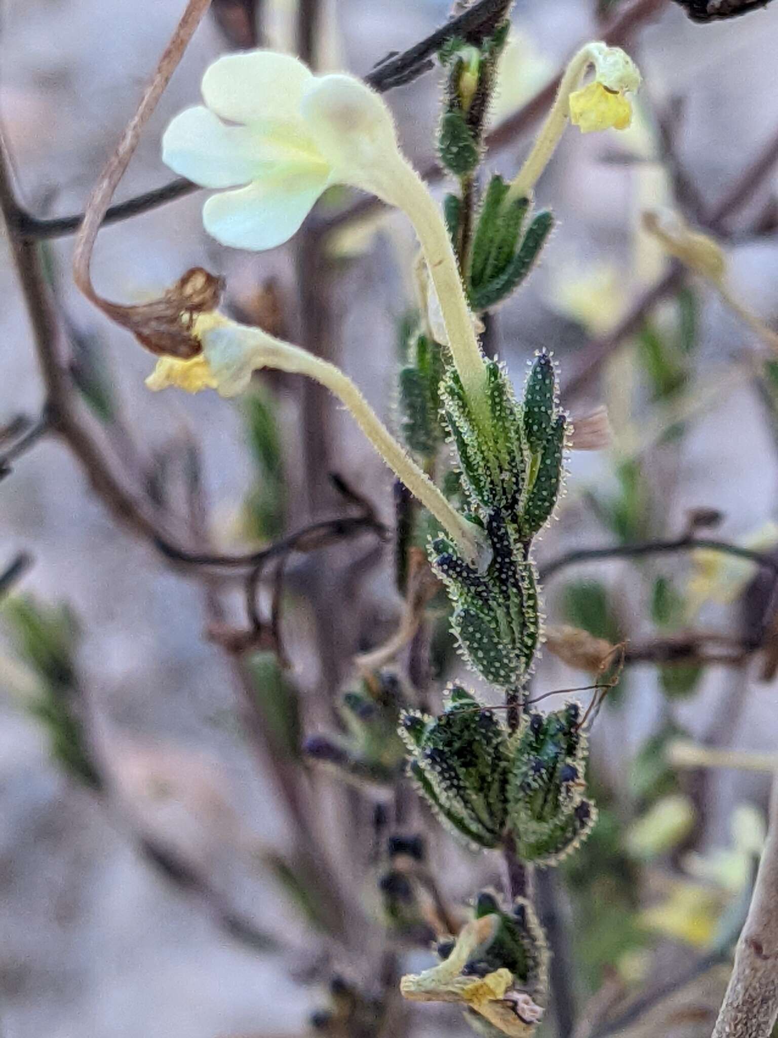 Image de Macrosyringion longiflorum (Vahl) Rothm.