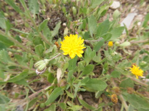 Image of Crepis aspera L.