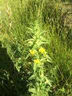 Image of Yellow Glandweed