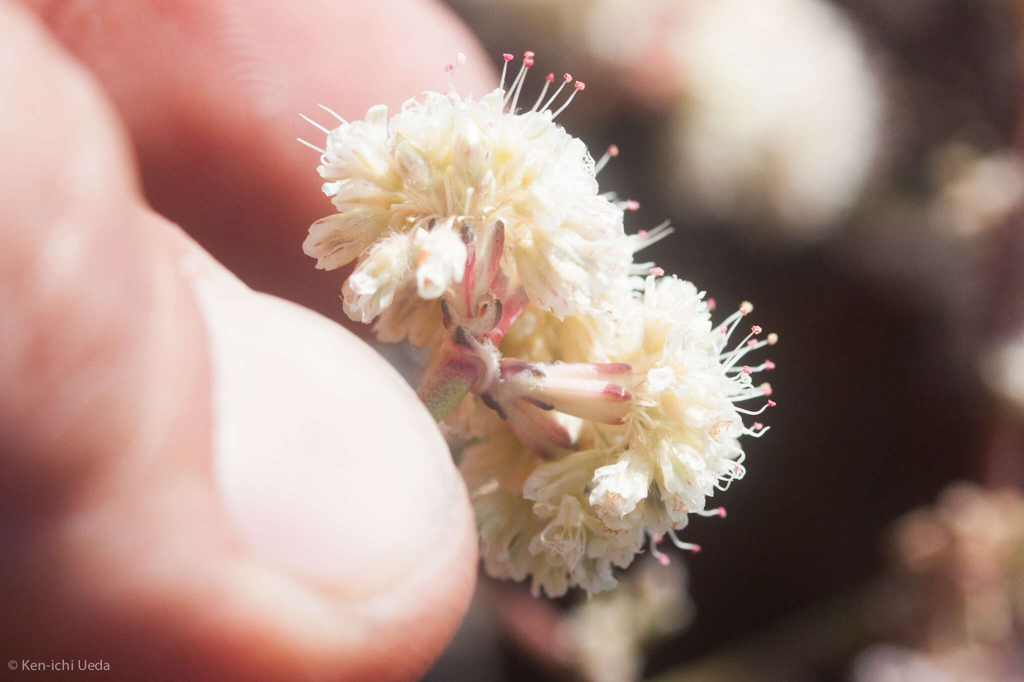 Image of naked buckwheat