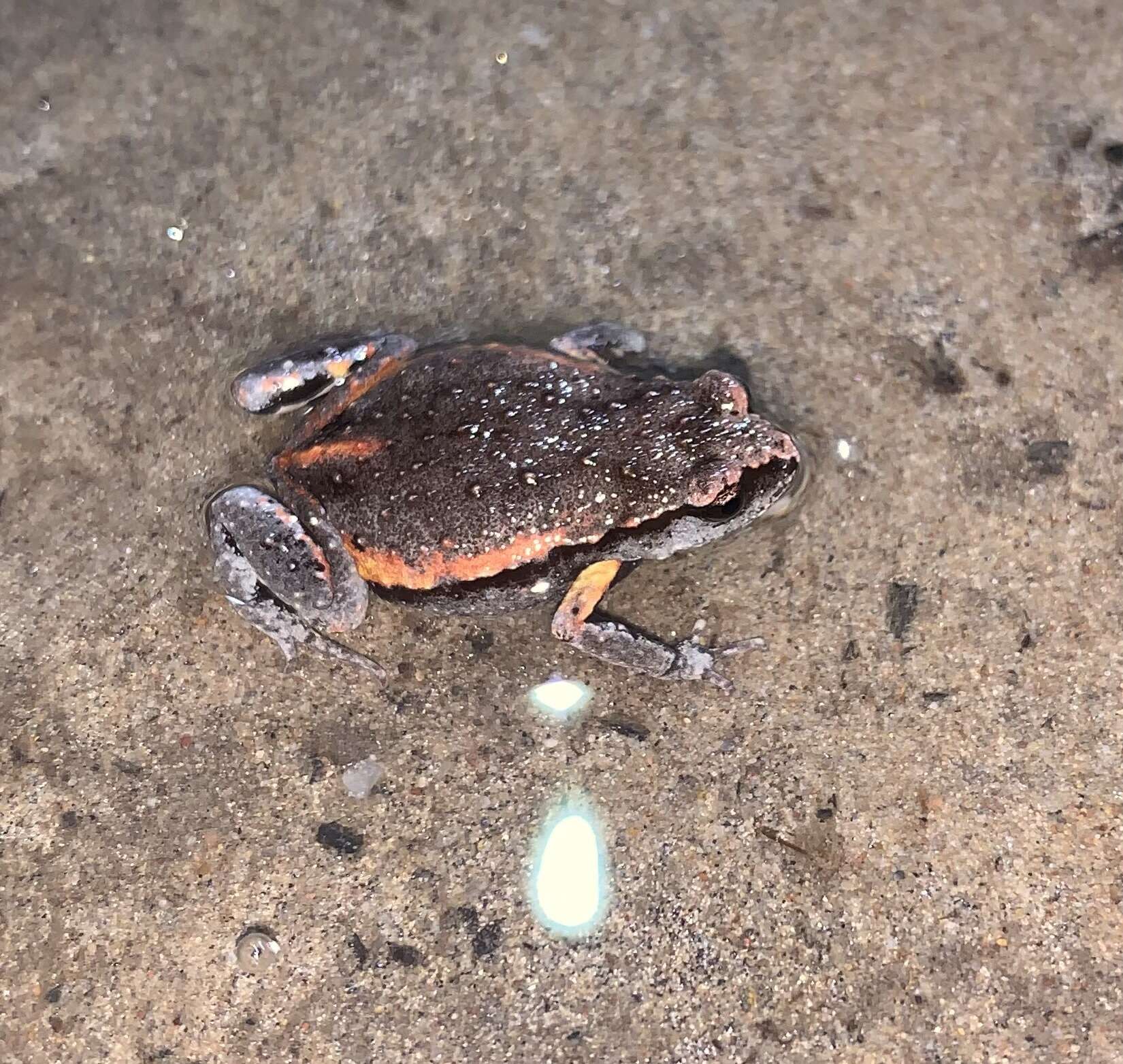 Image of Copper-backed Broodfrog