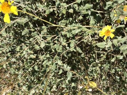 Sivun Encelia resinifera C. Clark kuva