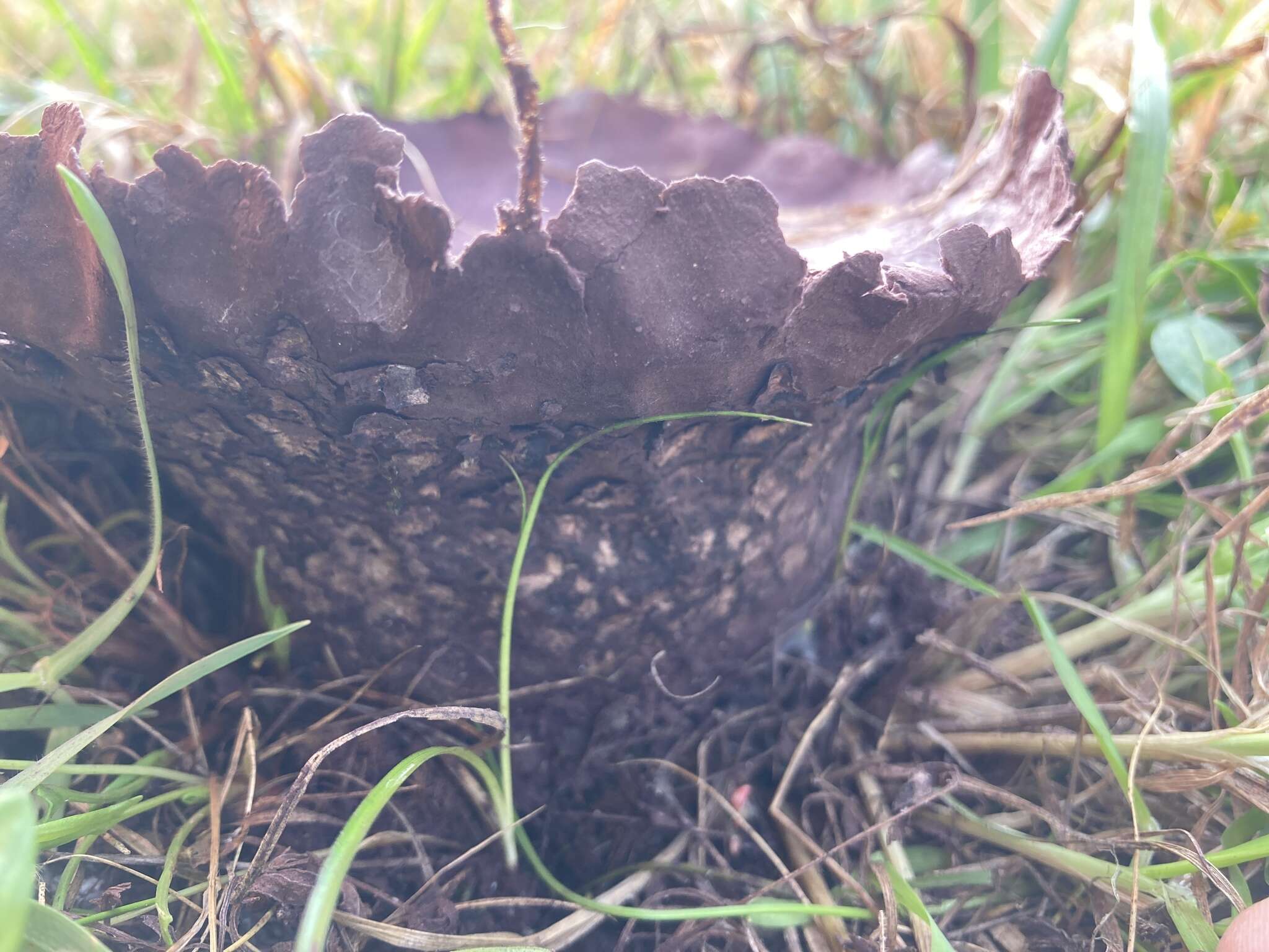 Imagem de Calvatia lilacina (Mont. & Berk.) Henn. 1904