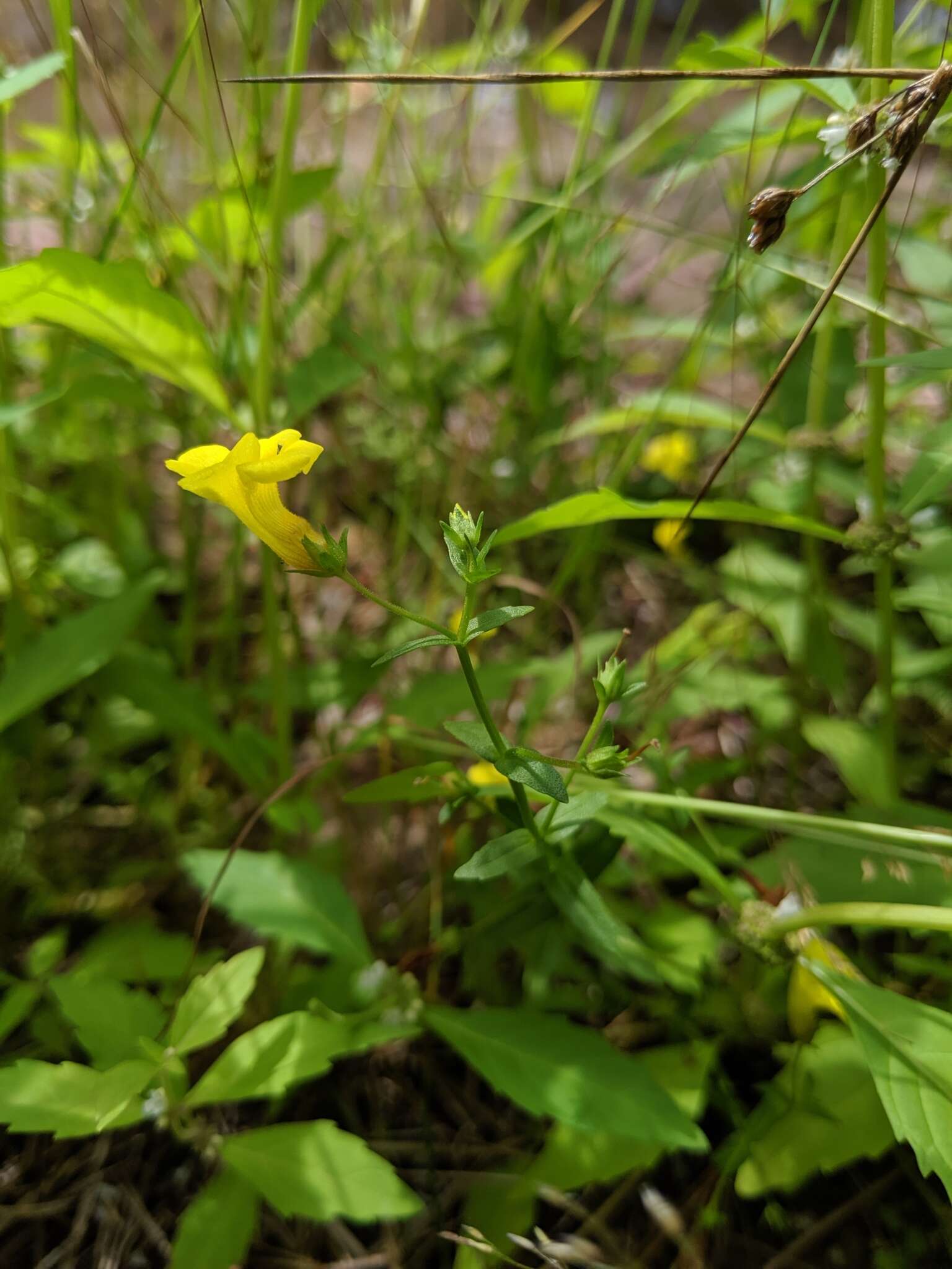 Image of Golden Hedge-Hyssop