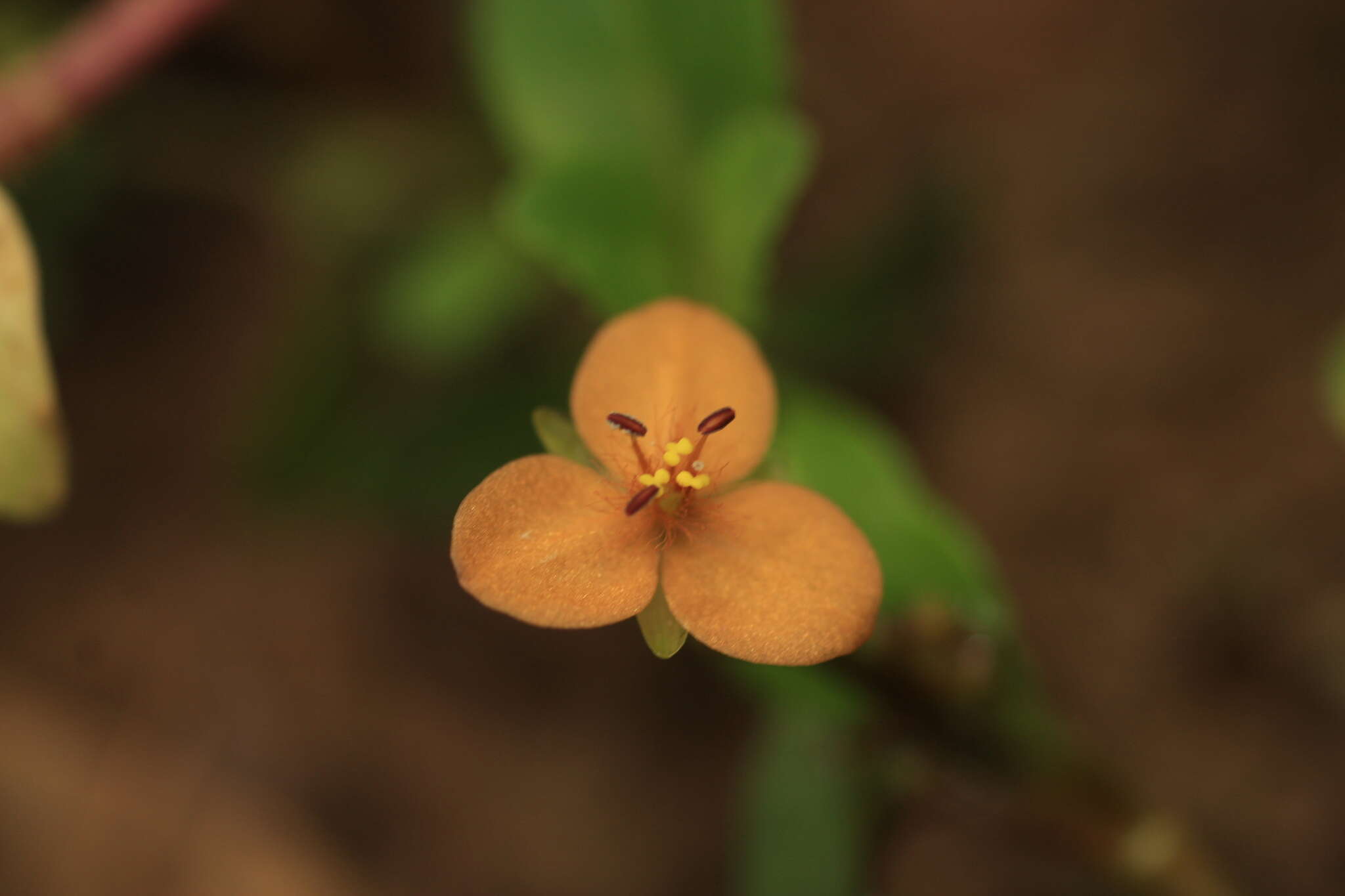 Image of Changing Color Dewflower