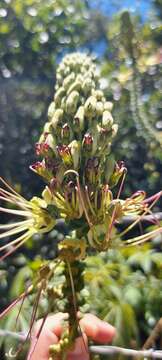 Image of Cleome anomala Kunth