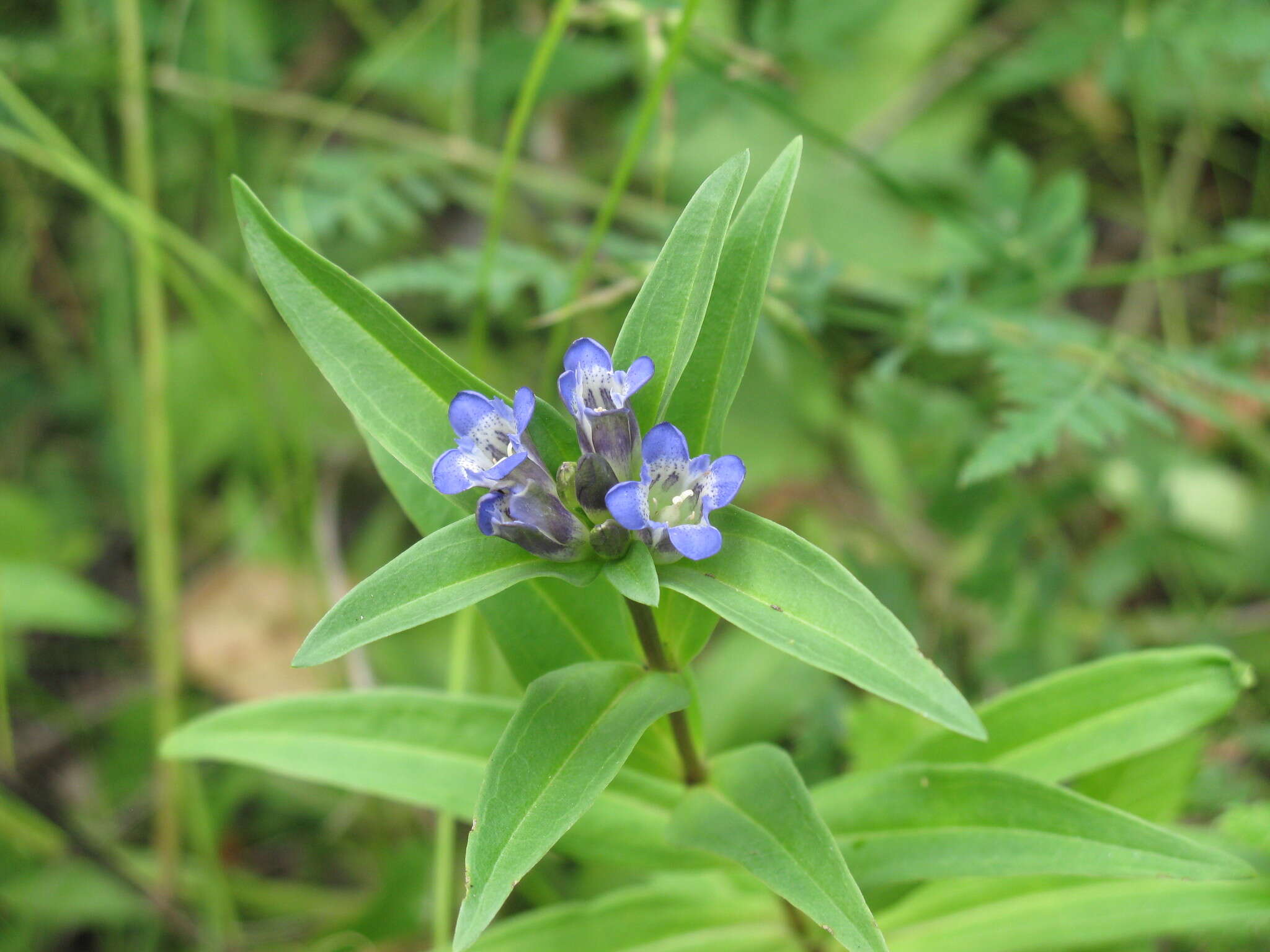 Image of Cross gentian