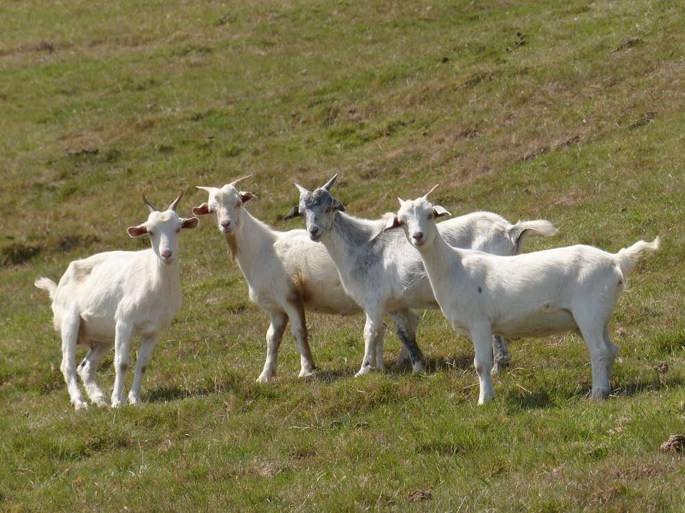 Image of domestic goat