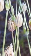 Image of Blackstonia acuminata (Koch & Ziz) Domin