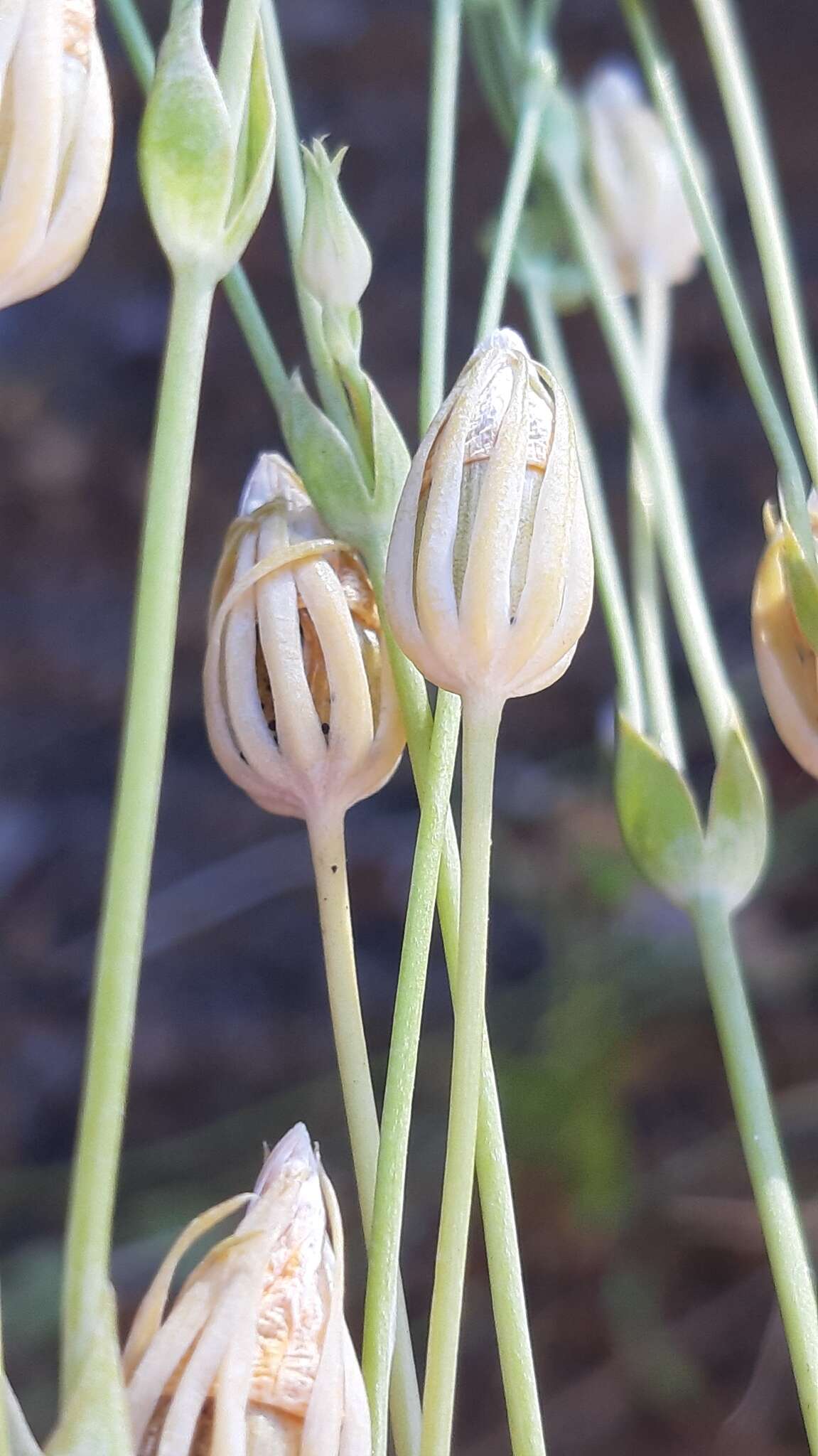 Image of Blackstonia acuminata (Koch & Ziz) Domin